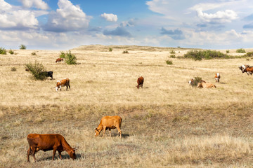 Clean livestock. Cows of different breeds are grazing on the field with yellow dry grass under a blue sky with clouds