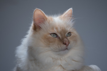 Katzenportrait