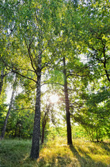 Fototapeta na wymiar Morning sun rays in summer in the forest
