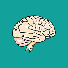 Brain vector illustration