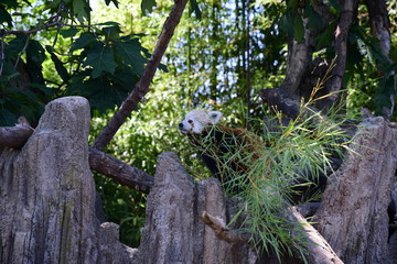 Panda minore (Ailurus fulgens)
