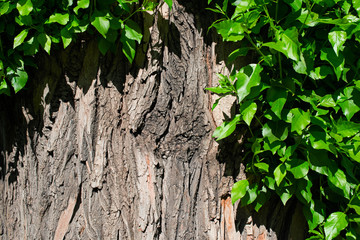 Background of a tree trunk and bright green leaves close, space for text