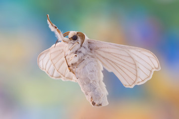 Macro closeup view of a silk moth.