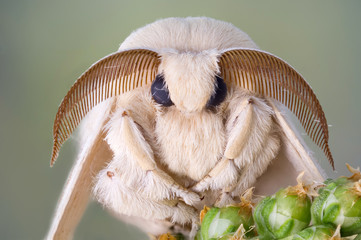 Silk moth portrait. White fur and large antennas.