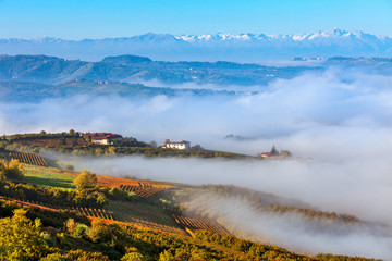 Autumnal vineyards and morning fog.