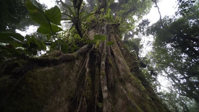 big tree in rain forest