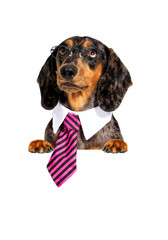 Dachshund dog in a tie and glasses