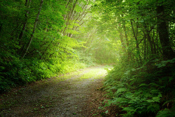 森の中のハイキングコース