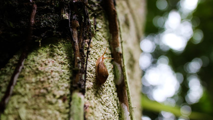 カタツムリの様に登る