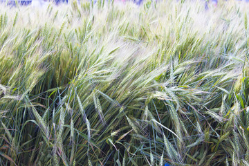 Close up image of a field of wheat