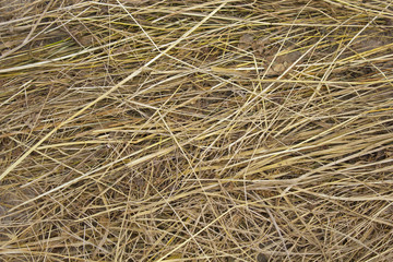 Dry straw. Background or Texture
