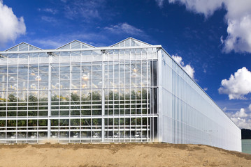 Agriculture tomato greenhouse