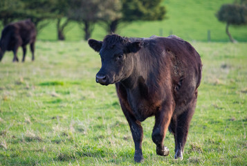 Black Angus Beef Cow