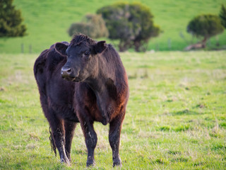 Black Angus Beef Cow