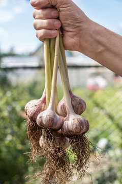 A young garlic is just plucked