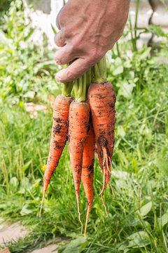 Bunch of carrots in a hand with soft background