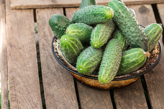 Fresh cucumbers on a wooden table