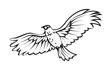 Fototapeta na wymiar Eagle Bird Drawing Vector
