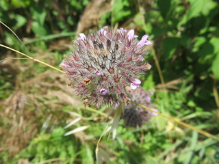 Fiore