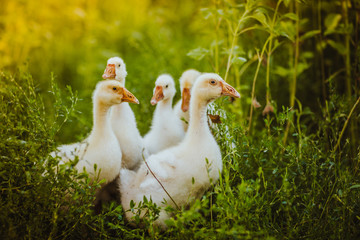 Five young goose together sit in the grass