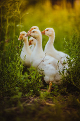 Five young goose together sit in the grass