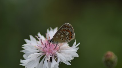 Schmetterling