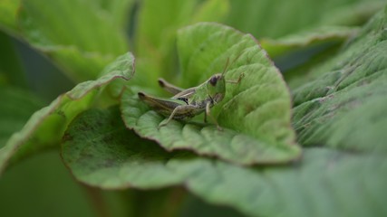 Grashüpfer, Heuschrecke
