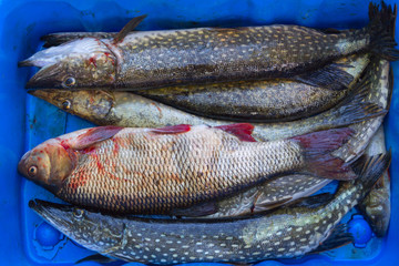 The fish is caught. Camping, Hobbies, fishing.