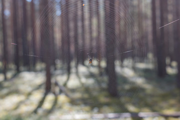 Spider on a spider web in a forest
