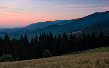 Plakat spruce forest in mountain at dawn