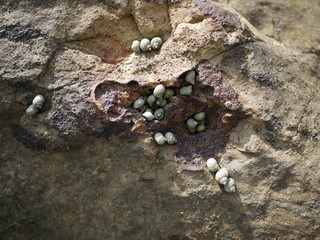 snail