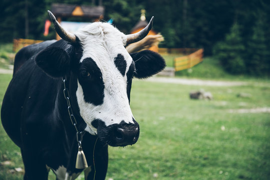 close up photo of cow with bell