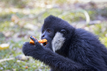 Fototapeta premium Image of black gibbon (White-Cheeked Gibbon) eating food on nature background. Wild Animals.
