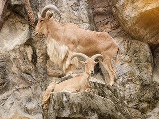 Barbary sheep is climbing on a steep cliff.