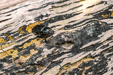 Beetle in nature on a tree trunk