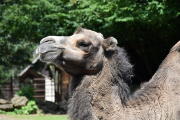 Camel, head detail