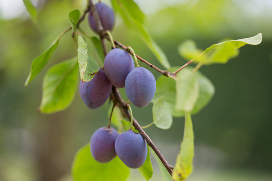 Prunes