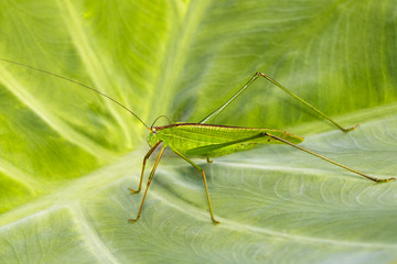 Image of grasshopper (Small Green Leaf Katydid.,Orthelimaea leeuwenii) on green leaves. Insect Animal