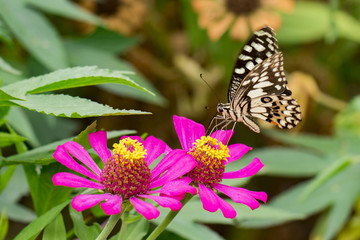 Image of The Lime Butterfly on nature background. Insect Animal (Papilio demoleus malayanus Wallace, 1865)