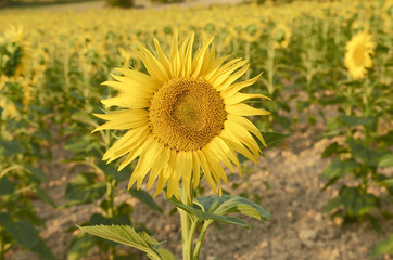 Beautiful rural landscape of sunflower field in sunny summer day.