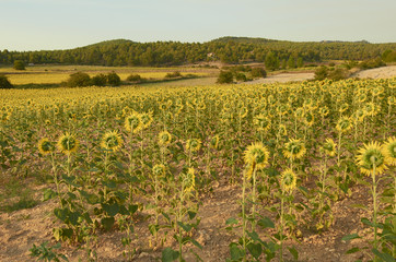 Fototapeta na wymiar Beautiful rural landscape of sunflower field in sunny summer day.