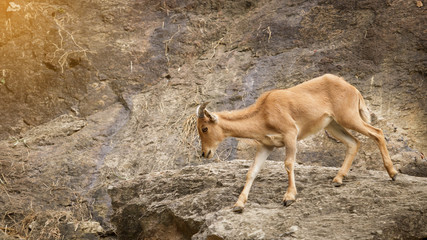 Baby barbary sheep is climbing on a steep cliff.