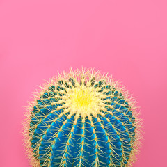 Cactus. Art Gallery Fashion Design. Minimal Stillife. Blue cactus Mood. Trendy Bright Summer Colors. Creative Unusual Style. Fashion Concept, pink background. Detail © evgenij918