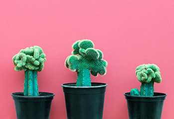 Obrazy  Zestaw do projektowania mody kaktusów. Minimalistyczny styl Stillife. Modne jasne kolory. Kreatywny styl. Zielony kaktusowy nastrój na różowym tle