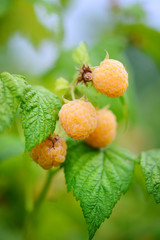 Yellow raspberries on a Bush in the garden