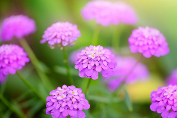 Small purple flowers Iberis umbellate in summer in a garden