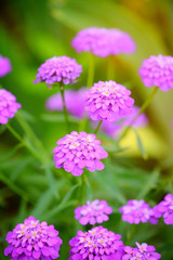 Fototapeta premium Small purple flowers Iberis umbellate in summer in a garden