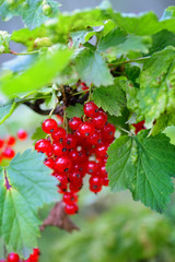 Branch of red currant (Ribes rubrum)
