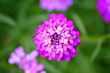 Small purple flowers Iberis umbellate in summer in a garden