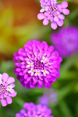 Small purple flowers Iberis umbellate in summer in a garden